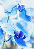 Orchid,  Orchidaceae, Close up of blue dyed flowers.