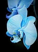 Orchid,  Orchidaceae, Close up of blue dyed flowers.