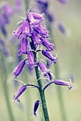 Bluebell, Hyacinthoides Non-Scripta, Macro image of bluebells growing outdoor.