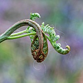 Fern, Polypodiopsida, Sleepy fern unfurling.