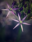 Allium, Allium Star of Persia, Allium Christophii, Close up detail of the flower growing outdoor.