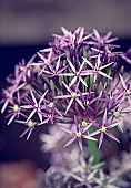 Allium, Allium Star of Persia, Allium Christophii, Close up detail of the flower growing outdoor.