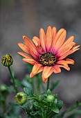 Osteospurmum, Orange African Daisy, Orange African daisies growing outdoor showing stamen and petals.