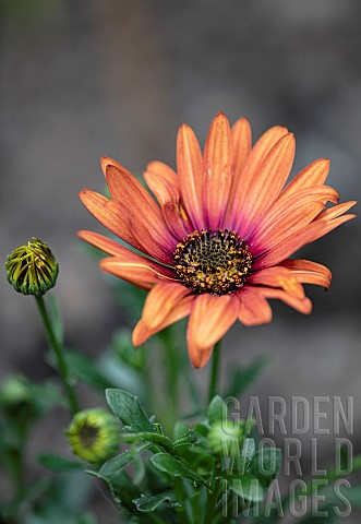 Osteospurmum_Orange_African_Daisy_Orange_African_daisies_growing_outdoor_showing_stamen_and_petals