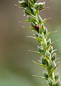 Acanthus, Acanthus Hirsutus, ladybird on stalk of plant.