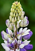 Lupin, Lupinus Persian Slipper, Clos3e-up detail of Mauve and white flowers growing outdoor.