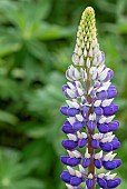 Lupin, Lupinus Persian Slipper, Clos3e-up detail of Mauve and white flowers growing outdoor.