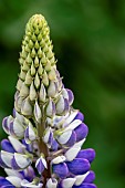 Lupin, Lupinus Persian Slipper, Clos3e-up detail of Mauve and white flowers growing outdoor.