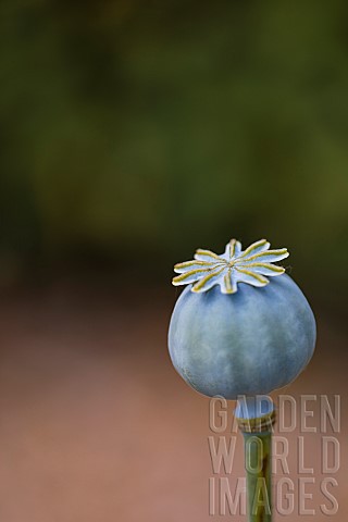 Poppy_Papaveraceae_Unopened__seed_head_growing_outdoor