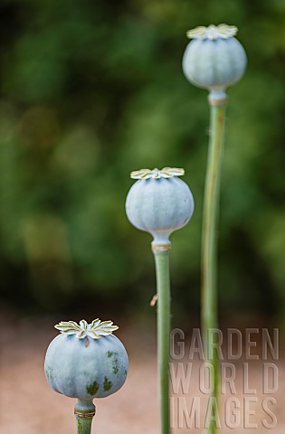Poppy_Papaveraceae_Unopened__seed_heads_growing_outdoor