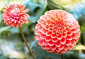 Dahlia, Dahlia Pom Pom, Close-up of pink coloured flower showing globe shape and petal pattern.