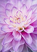 Dahlia, Close-up of Lilac & Cream coloured flower growing outdoor.