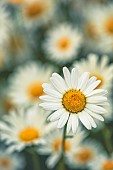 Daisy, Ox-Eye Daisy, Moon Daisy, Leucanthemum Vulgare, Close-up of flower showing white petals and yelow stamen.