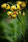 Lily, Turks-Cap Lily, Lilium Pyrenaicum, Close uo of yellow coloured flowers growing outdoor.