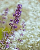 Catmint, Nepeta cataria, Mauve coloured flowers growing outdoor.