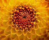 Dahlia, Close-up of heart of burnt orange flower showing pattern of petal.