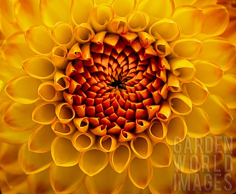 Dahlia_Closeup_of_heart_of_burnt_orange_flower_showing_pattern_of_petal
