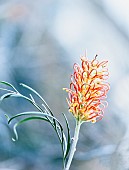 Rosemary, Rosemary Grevillea, Grevillea Rosmarinifolia subsp. Rosmarinifolia, Flowering herb growing outdoor.