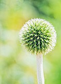 Allium, Allium Stipitatum, Globe shaped flowerhead growing outdoor.