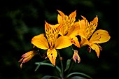 Alstromeria, Alstromeria Aurea, Yellow coloured  flowers growing outdoor showing petals and stamen.