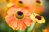 Sneezeweed, Common sneezewed, Helenium Moerheim Beauty, Orange coloured flower growing outdoor with petals and stamen visible.