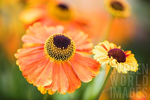 Sneezeweed_Common_sneezewed_Helenium_Moerheim_Beauty_Orange_coloured_flower_growing_outdoor_with_pet