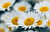 Daisy, Ox-Eye Daisy, Moon Daisy, Leucanthemum Vulgare, Close-up of flower showing white petals and yelow stamen.