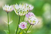 Astrantia Great Masterwort, Astrantia Major, Pale coloured flowers growing outdoor.