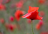 Poppy, Papaveraceae, Bright red flowers growing outdoor in summer.