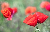 Poppy, Papaveraceae, Bright red flowers growing outdoor in summer.