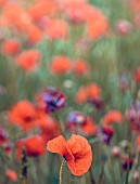 Poppy, Papaveraceae, Bright red flowers growing outdoor in summer.