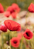 Poppy, Papaveraceae, Bright red flowers growing outdoor in summer.