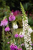 Black Mullein, Verbascum Nigrum, SPire sahped flowers growing outdoor with water droplets.