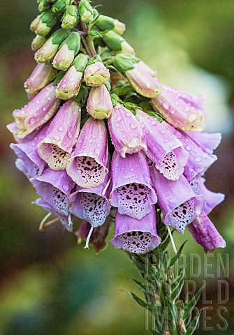 Foxglove_Digitalis_Spire_shaped_flowers_growing_outdoor_in_garden_covered_in_water_droplets