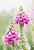 Foxglove, Digitalis, Spire shaped flowers growing outdoor in garden covered in water droplets.