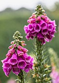 Foxglove, Digitalis, Spire shaped flowers growing outdoor in garden covered in water droplets.