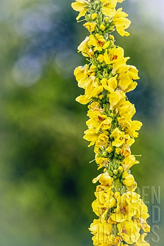 Celsia_GreatFlowered_Celsia_Verbascum_Creticumm_Tall_yellow_flower_stem_growing_outdoor_covered_in_w