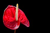 Anthurium / Anthurium Andraeanum, Studio image of a red flower against a black background.