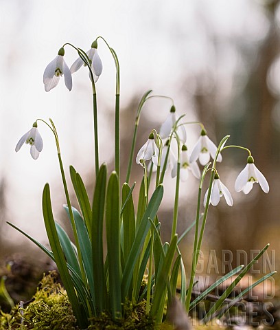 Snowdrop_Galanthus_Small_white_flowers_growing_outdoor_on_spring_morning