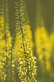 Poker Flower, Dicotyledon, Side view of yellow coloured flower growing outdoor.