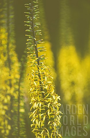Poker_Flower_Dicotyledon_Side_view_of_yellow_coloured_flower_growing_outdoor