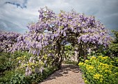 Wisteria, Mauves coloured flowers gowing outdoor as arch in a garden.