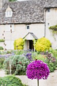 Allium, Allium Sativum, Purple flowers growing in the walled kitchen garden with bees on the flowerhead.