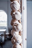 Garlic, Allium Sativum, A braid of hanging garlic bulbs in a kitchen.