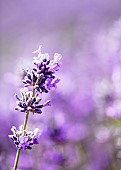 Lavender, Lavandula, Mauve coloured flowers growing outdoor.