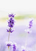 Lavender, Lavandula, Mauve coloured flowers growing outdoor.