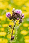 Thistle, Pasture Thistle, Cirsium Pumilum, Mauve coloured flower against a backround of dandelions.