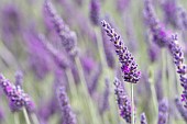 Lavender, Lavandula, Mauve coloured flowers growing outdoor.