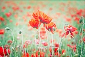 Poppy, Papaveraceae, Red coloured Poppies growing in a field.