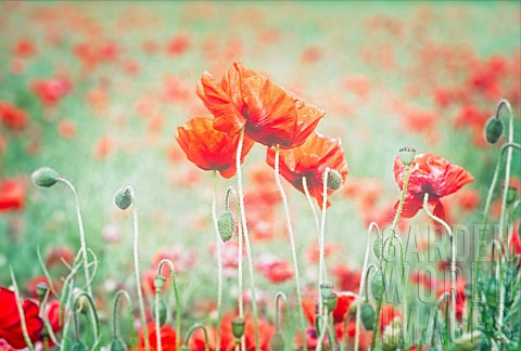 Poppy_Papaveraceae_Red_coloured_Poppies_growing_in_a_field